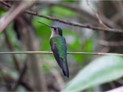 Wedge-tailed Sabrewing